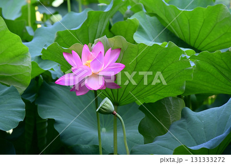 清らかに咲くはすの花 131333272