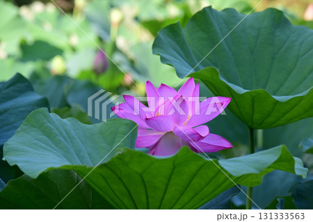 清らかに咲くハスの花 清らかに咲くハスの花 131333563
