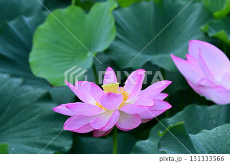 清らかに咲くハスの花 清らかに咲くハスの花 131333566