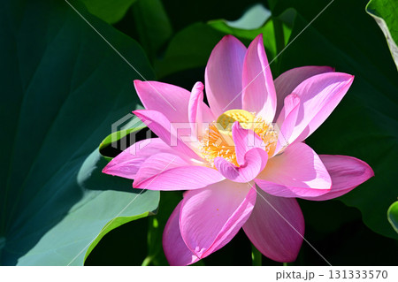 清らかに咲くハスの花 131333570