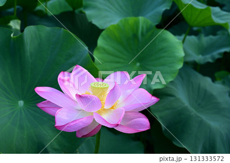 清らかに咲くハスの花 131333572
