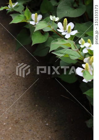 ドクダミの白い花の背景 コピースペースあり 縦 ドクダミの白い花の背景 コピースペースあり 縦 131333573