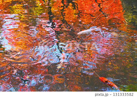 水面に写った紅葉の中を泳ぐ錦鯉 131333582