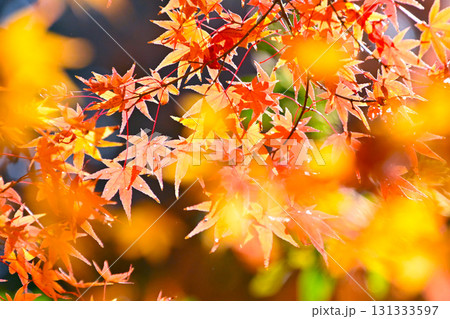 美しく紅葉したもみじの葉 131333597