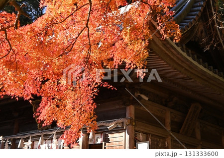 松平東照宮のもみじの紅葉 131333600