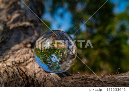 Inverted Forest Reflection in Glass Sphere 131333641