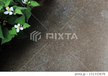 ドクダミの白い花　コピースペースあり 131333676