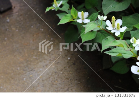 ドクダミの白い花　コピースペースあり 131333678