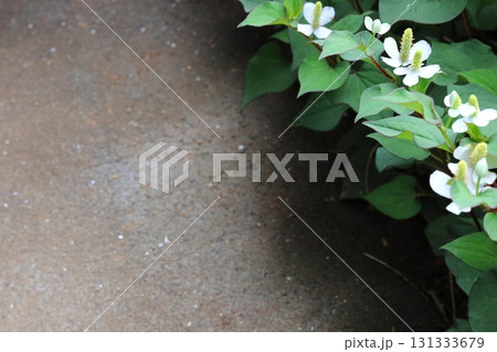ドクダミの白い花 コピースペースあり ドクダミの白い花 コピースペースあり 131333679
