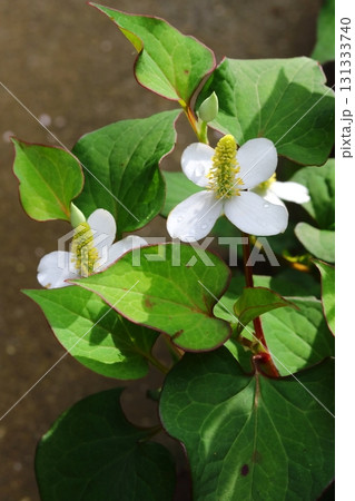 日蔭に咲くドクダミの白い花（縦） 131333740