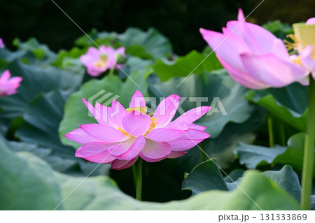 清らかに咲くハスの花 131333869