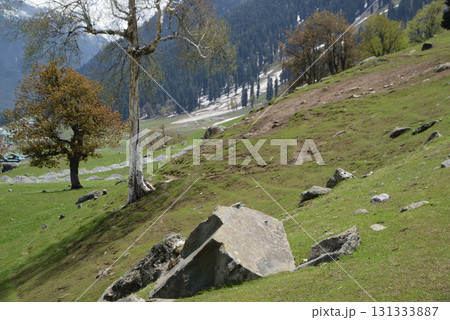 Trees with beautiful branches adorn the meadows and hills of Kashmir's Sonamarg, a land of natural beauty rich in pine forests, meadows and pristine white glaciers. At Jammu and Kashmir in India. Trees with beautiful branches adorn the meadows and hills of Kashmir's Sonamarg, a land of natural beauty rich in pine forests, meadows and pristine white glaciers. At Jammu and Kashmir in India. 131333887