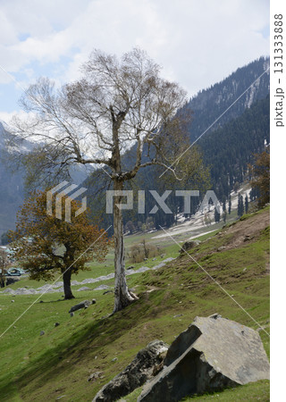 Trees with beautiful branches adorn the meadows and hills of Kashmir's Sonamarg, a land of natural beauty rich in pine forests, meadows and pristine white glaciers. At Jammu and Kashmir in India. 131333888