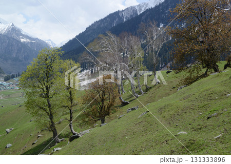 Trees with beautiful branches adorn the meadows and hills of Kashmir's Sonamarg, a land of natural beauty rich in pine forests, meadows and pristine white glaciers. At Jammu and Kashmir in India. 131333896