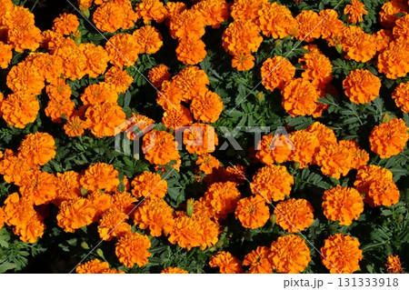 花壇に咲くオレンジ色のマリーゴールドの花 131333918