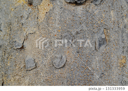 Texture or background of light colored natural wood texture, The surface of the tree trunk is thick with bark cracks. Texture or background of light colored natural wood texture, The surface of the tree trunk is thick with bark cracks. 131333959