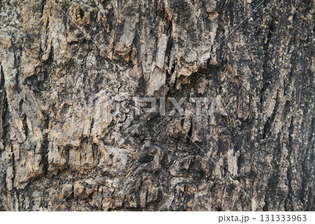 Texture or background of light colored natural wood texture, The surface of the tree trunk is thick with bark cracks. 131333963