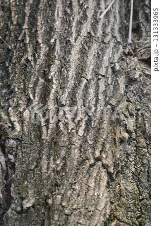Texture or background of light colored natural wood texture, The surface of the tree trunk is thick with bark cracks. Texture or background of light colored natural wood texture, The surface of the tree trunk is thick with bark cracks. 131333965