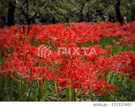群生する彼岸花 131333983
