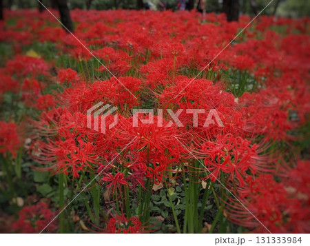 赤い彼岸花 赤い彼岸花 131333984