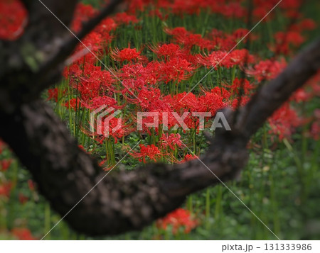赤い彼岸花 131333986