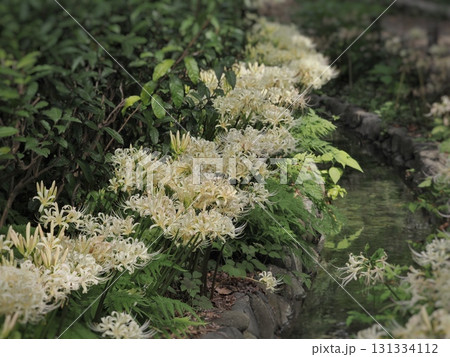 白い彼岸花 131334112