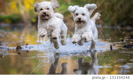 Joyful dogs leaping over water together. 131334248