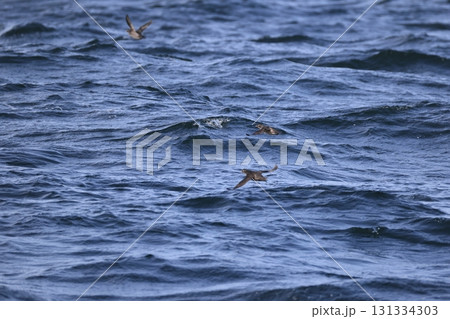 エトロフウミスズメ エトロフウミスズメ 131334303