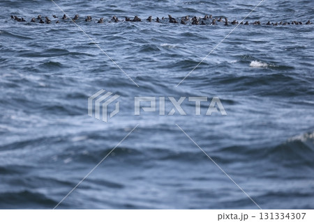 エトロフウミスズメ 131334307