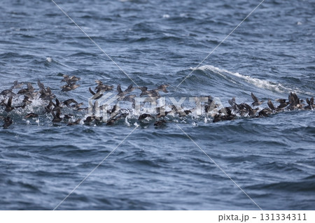 エトロフウミスズメ エトロフウミスズメ 131334311