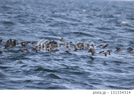 エトロフウミスズメ エトロフウミスズメ 131334314