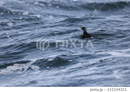 エトロフウミスズメ 131334321