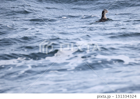 エトロフウミスズメ エトロフウミスズメ 131334324