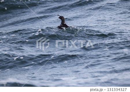 エトロフウミスズメ エトロフウミスズメ 131334327