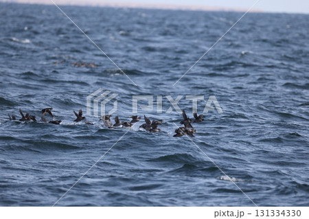 エトロフウミスズメ エトロフウミスズメ 131334330