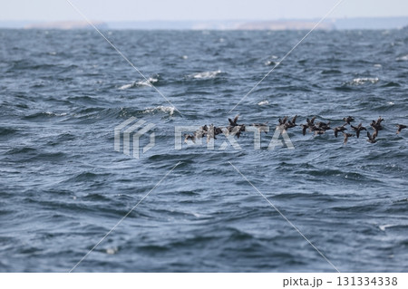 エトロフウミスズメ エトロフウミスズメ 131334338