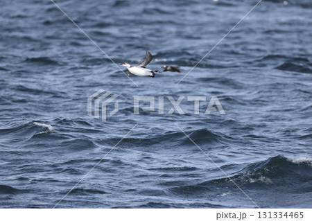 ウミガラス ウミガラス 131334465