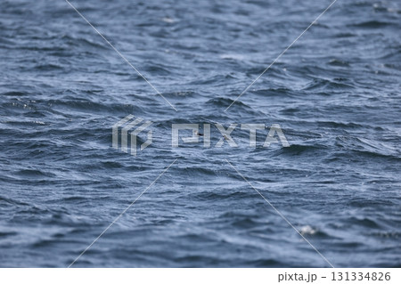 コウミスズメ コウミスズメ 131334826