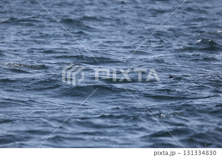 コウミスズメ 131334830