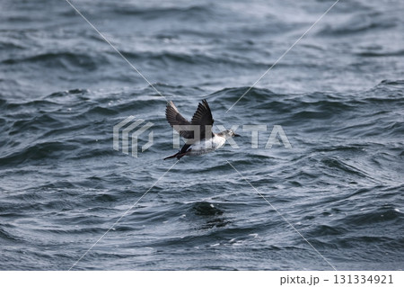 ケイマフリ 131334921