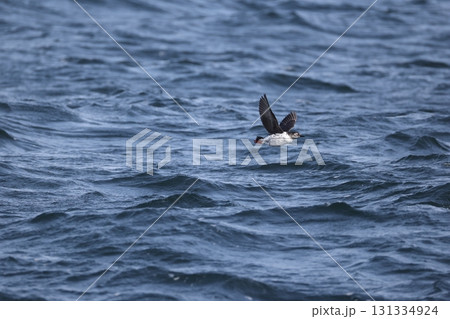 ケイマフリ 131334924