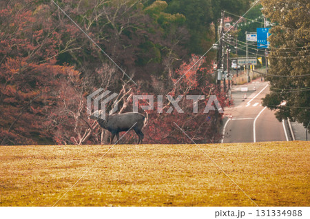 奈良公園の鹿、紅葉の季節、秋の日差しが美しい 131334988