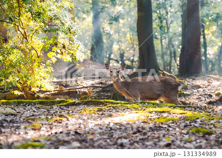 奈良公園の鹿、紅葉の季節、秋の日差しが美しい 131334989