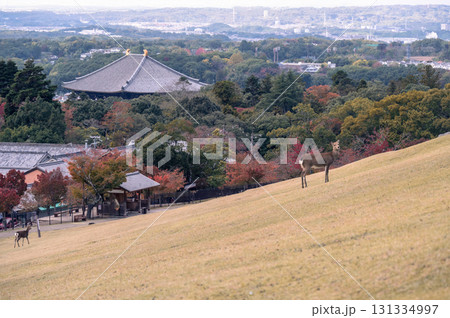 奈良公園の若草山のシカ、山頂から見た街の景色 131334997