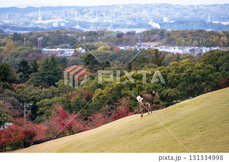 奈良公園、若草山のシカ、山頂から見た街の景色 奈良公園、若草山のシカ、山頂から見た街の景色 131334998