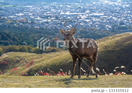 奈良公園、若草山のシカ、山頂から見た街の景色 奈良公園、若草山のシカ、山頂から見た街の景色 131335012