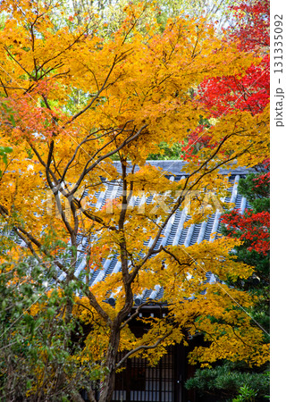 紅葉に包まれた泉涌寺の塔頭 新善光寺 紅葉に包まれた泉涌寺の塔頭 新善光寺 131335092