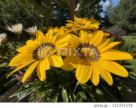 Yellow gazania flowers blooming in a sunny garden setting with green foliage background 131335178