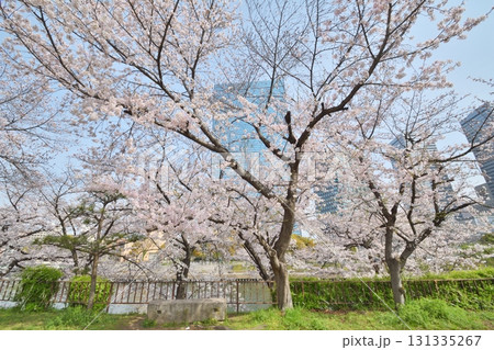 大阪城の桜 131335267