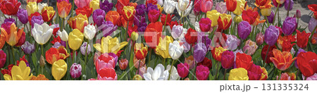 Blooming Tulips . This vibrant spring scene captures the beauty of the Dutch tulip season, symbolizing the Nethelands floral heritage and natural charm Blooming Tulips . This vibrant spring scene captures the beauty of the Dutch tulip season, symbolizing the Nethelands floral heritage and natural charm 131335324